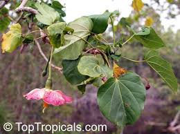 Image result for Thespesia