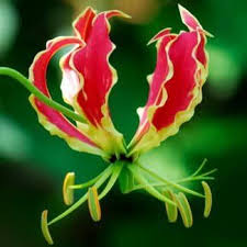 A Flame Lily Flowers For A Short Spell In Summer More Associated With Zimbabwe But Grows Well In Malawi As Well Plantas Toxicas Plantas Flores