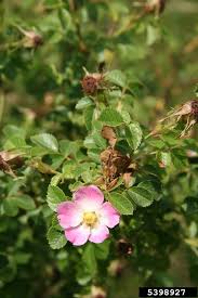 Image result for Cissus rubiginosa