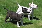 Miniature Bull Terrier puppies for sale - PupCity