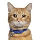 Manxes for Sale in Washington, DC | Cats on Oodle Classifieds