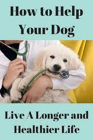 Quick Tips To Help Your Dog Live Longer Dogs Dog Health Care Healthy Pets Dog Care