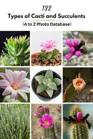 Indoor plants allow you to bring the natural beauty of all plants into your house, especially if you don't have time to weed outside frequently. 132 Types Of Cacti A To Z Photo Database Cactus Types Cactus Succulents