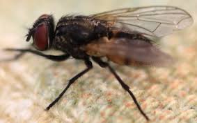 To view this video please enable javascript, and consider upgrading to a web browser that supports html5 video. How Long Do Flies Live Average Fly Lifespan