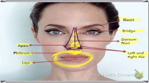 Clinical anatomy of the nose, nasal cavity and paranasal sinuses. Nose Anatomy External Anatomy Drawing Diagram