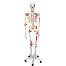 Sam Anatomical Skeleton Human Skeleton Model Sam Human