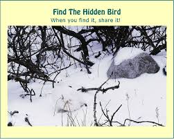 The latest and exclusive collection of hidden object in picture puzzle to tease your brain. Picture Riddle Find The Hidden Bird Bhavinionline Com Hidden Picture Puzzles Picture Riddles Hidden Pictures