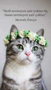 sair ve kedi kedi hayvanlar sair