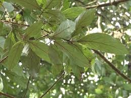 Image result for Actinodaphne