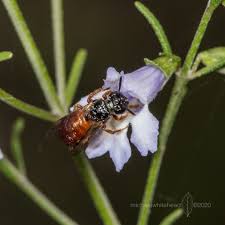 Image result for Melhania prostrata