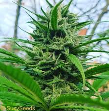 Flowering Stage Of Cannabis How To Grow Suzyseeds