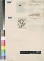 Image result for Commiphora tenuipetiolata