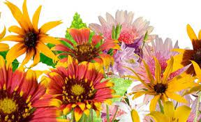 Maybe you would like to learn more about one of these? Best Prescott Florist Prescott Valley Florist Same Day Delivery By Allan S Flowers