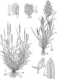 Image result for Agrostis pilgeriana