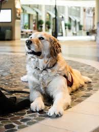 4 Legged Doctors How Therapy Dogs Can Be The Best Medicine In 2020 Therapy Dogs Dogs Cute Dogs
