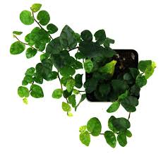 Pin By Stephen Yamada On Plants Ficus Pumila Ficus Fig Plant