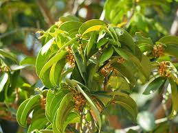 Image result for Drypetes