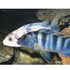 Photo #1 - 75 Gallon Mixed African Cichlid Tank Containing A...