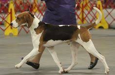 Dogs and puppies for sale (moderated by: Vanessa Hajek Vahaje54 Profile Pinterest