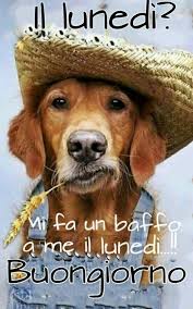Pin Di Rosalie Hitechew Su Luoghi Da Visitare Buongiorno Immagini Di Cucciolo Humor Sui Cani