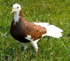 Turkiye De Yetisen Guvercinler Pigeon Guzel Kuslar Kus Turkiye