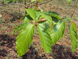 Image result for Terminalia bellirica