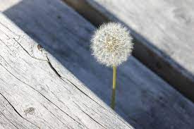 Nature Dandelion Flower Wallpaper