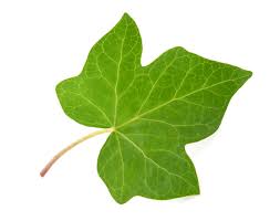 Pin On Ivy Leaf