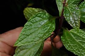 Image result for Adenostemma viscosum