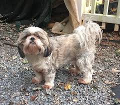 We specialize in breeding quality, health tested shih tzu puppies. Lynchburg Va Shih Tzu Meet Geo A Pet For Adoption