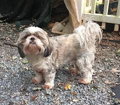 She will keep you laughing for sure. Lynchburg Va Shih Tzu Meet Geo A Pet For Adoption