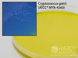 Антитела igg к echinococcus granulosus. Product Catalog