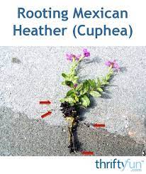 Growing Mexican Heather Cuphea Backyard Plants Heather Plant Heather Flower