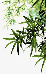 Bamboo Leaves Png And Psd Bamboo Art Painting Bamboo Art Watercolor Flowers Tutorial