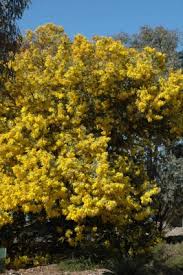 Image result for Acacia podalyriifolia