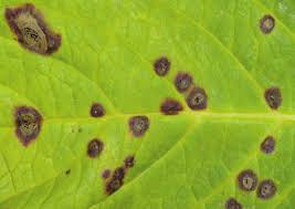 Image result for Cercospora hydrangea
