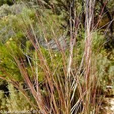 Image result for Aristida canescens