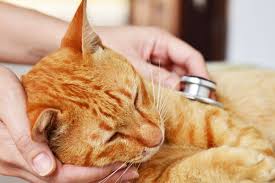 Hallo zusammen, unserer katze (alter circa 2 jahre, 3 monate) geht es leider nicht so gut. Einschlafern Der Katze Herz Fuer Tiere De