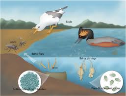 Edge offers pest control and lawn care services for both residential and commercial customers with locations in in denver, kansas city, salt lake city, portland, seattle, chicago and austin. Great Salt Lake Microbiology A Historical Perspective Springerlink