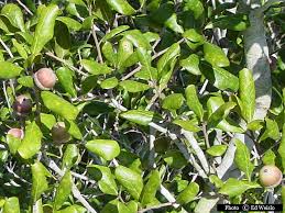 How to get started identifying trees. Florida Native Trees Shrubs Page 1 Of 11
