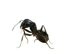 Black Ant Sugar Ant Bites Pictures Ant Man Hero Or Pest Carpenter Ant Pest Control Services Ants
