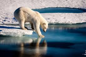 Newsela What Are Climate And Climate Change Bear Habitat Polar Bear Sea Ice