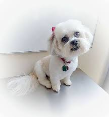 Check spelling or type a new query. Virginia Beach Va Shih Tzu Meet Meilei A Pet For Adoption