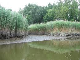 Image result for Phragmites mauritianus