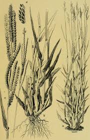 Image result for Urochloa brachyura