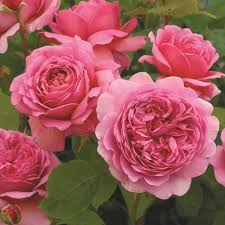 Ma ci sono un certo numero di piante che esternamente sono molto simili alle peonie, pur essendo senza pretese. Rose Inglesi Piante Da Giardino Rose Inglesi Arbusti