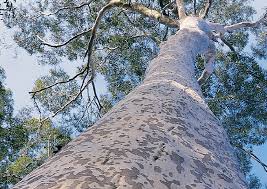 Image result for Eucalyptus paniculata