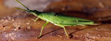 We observed a small green grasshopper that was easily less than an inch in length. Grasshoppers Backyard Buddies