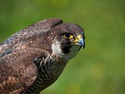 Peregrine falcon (falco peregrinus) bird sounds free on dibird.com. Peregrine Falcons Nesting In The Boeing Max Hangar Will Be Kicked Out Soon The Verge