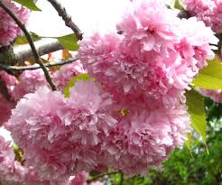 Almond and apricot trees have white blossoms. Fluffy Pink Fruit Tree Blossoms Stock Images Page Everypixel